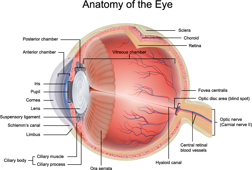 Anatomy of the Human Eye