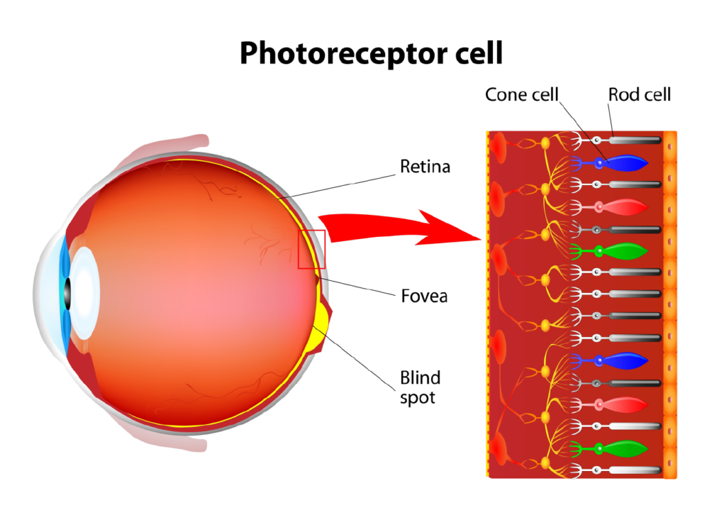 PinpointEyes - Photoreceptor Cells of the Eyes